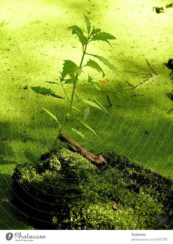 Pretty green Plant Green Water lentil Bog Pond Virgin forest Moss