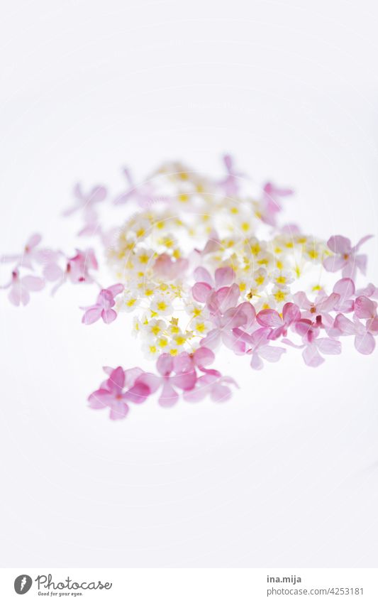 spring lilac Spring Spring fever spring flowers Nature Spring flower naturally Blossom Plant Flower blossom Spring day Garden Natural color daylight