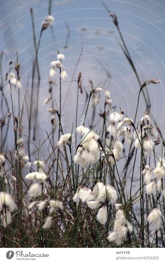 cotton grass moorland Cotton grass eriophorum mire plant White Shock of hair Woolbows Fruiting broadleaf narrow-leaved Wild plant Grass Bog Bog Pond Water