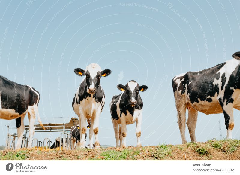 A bunch of white and black cows in the countryside looking to camera during a sunny day horizon meadow together dairy happy herd netherlands pasture crowd