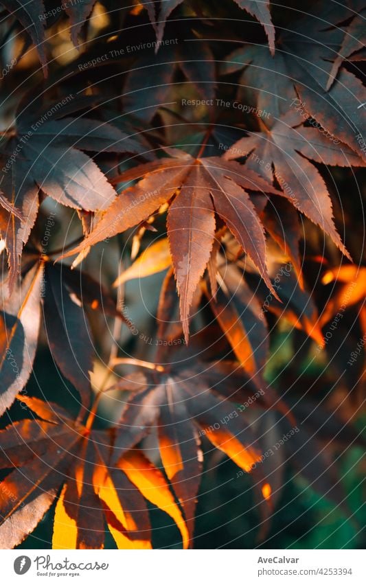 Colorful background with orange autumnal leaves with copy space and sun beans maple fall leaves golden wallpaper abstract november october border calendar