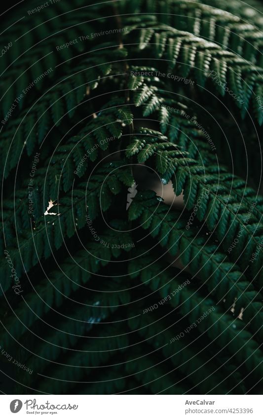 Super textured background of a green plant macro with pattern on moody tones with copy space wallpaper tropical botanical exotic foliage biology growth tropics