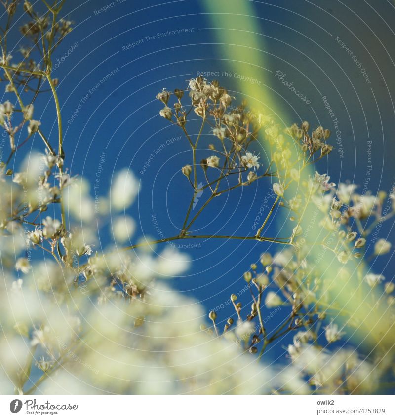 small landscape Baby's-breath Macro (Extreme close-up) Exterior shot Nature Detail Structures and shapes Close-up Subdued colour Transparent Delicate Fragile