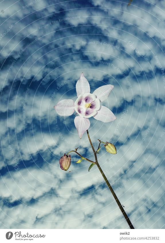 Unstable Aquilegia Blossom Nature Garden Sky Spring Flower Close-up Exterior shot Colour photo Day Copy Space top Spring fever Transience White Blue Blossoming