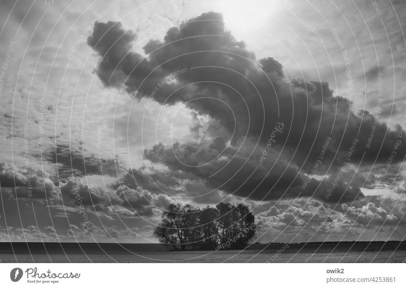 farmland Black & white photo Far-off places Horizon Idyll Long shot Landscape Environment Nature Flat Loneliness Peaceful Panorama (View) Sunlight Calm