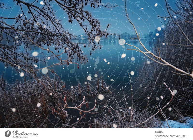 snow at the lake Snowfall snowflakes Winter Cold Flash photo Crazy a lot Muddled Undergrowth Exterior shot Morning thickets Surface of water Lake Water Horizon