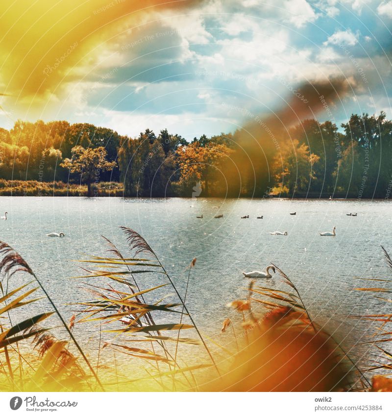 Elsewhere Mystery Nature Bushes Reeds Sun Idyll Lakeside Beautiful weather Cloudless sky wide Calm Horizon tufts stalks Surface of water Sunlight Plant