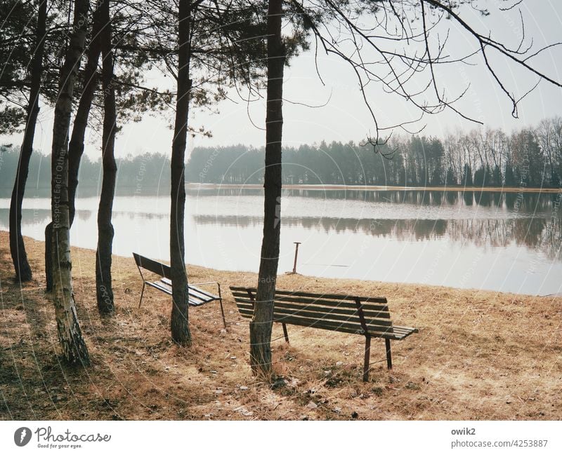 Direct debit Seating out Light Lonely Tree Contrast Long shot Panorama (View) Central perspective Neutral Background Sunlight Day Copy Space middle Reflection