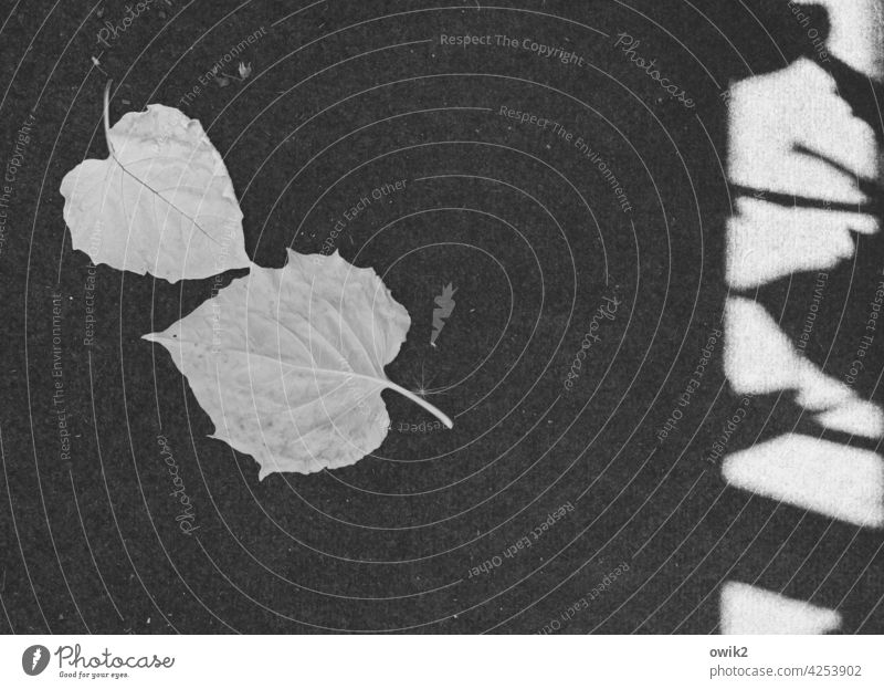 Miserere leaves Opposite Identical In love at the same time in common Friendship Family & Relations Exterior shot Together Under Long shot Contrast Shadow