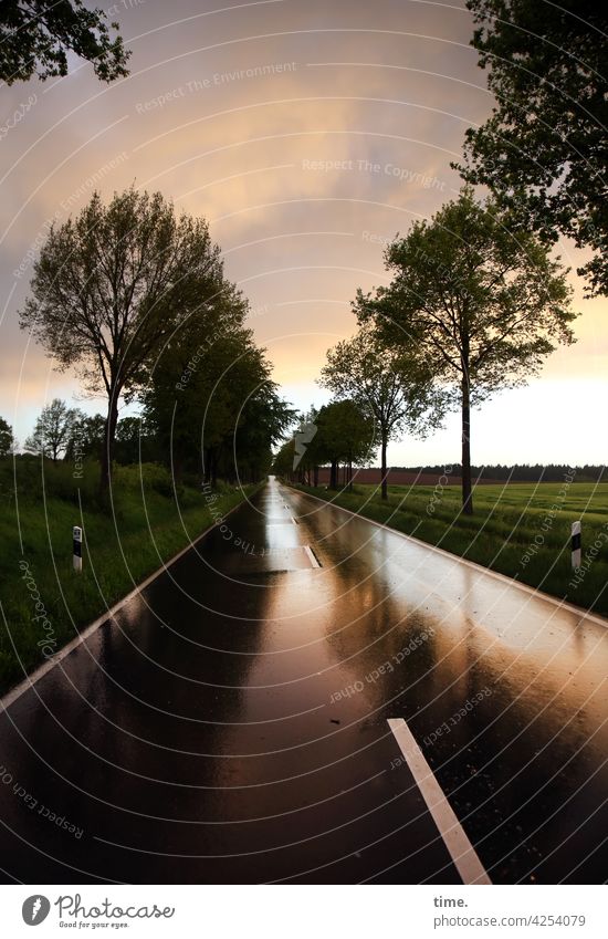 Rain over land Landscape Street Wet Rainwater rainy Country road mirror reflection Horizon Sky evening light Tree trees Median strip Clouds Asphalt Avenue