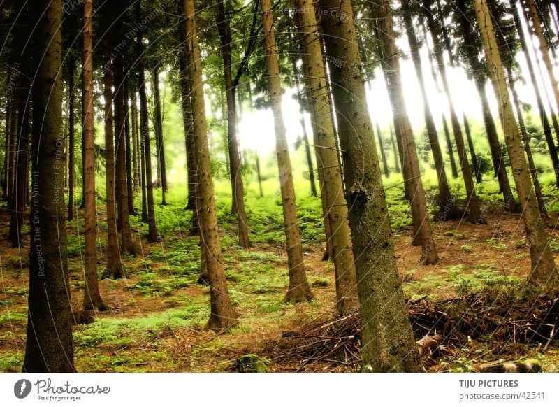 Sherwood forrest Forest Tree Light Woodground Green Nature Escape