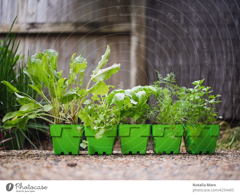 Variety of fresh green potted culinary herbs in green plastic pots ready to plant outdoors in a backyard garden food coriander dill nature parsley leaf sorel