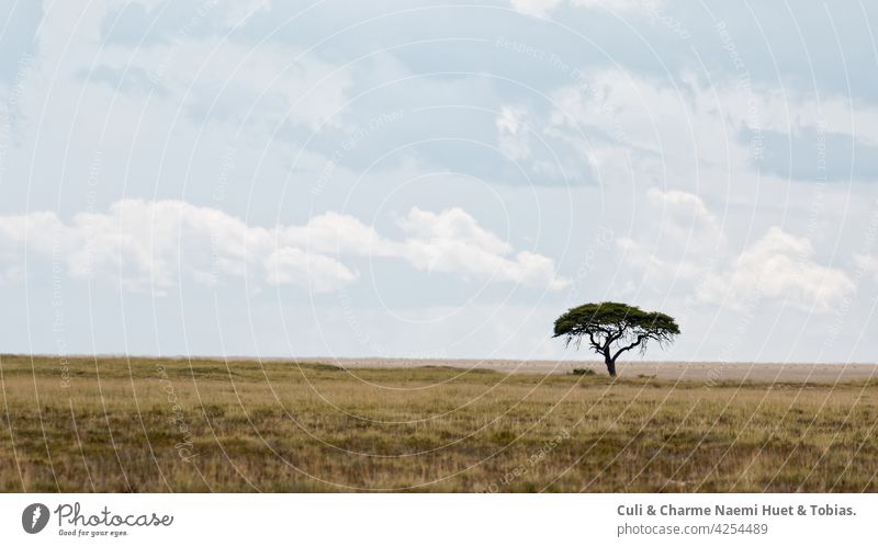 Etosha National Park Namibia Safari Savanna Desert Acacia Tree Clouds Steppe Africa Background Distance acacia tree acacia blossoms Nature Sky Meadow Landscape