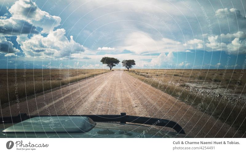 Road trip Namibia Africa Etosha National Park Okaukuejo two acacia trees, environment, landscape, field, sky, land, calm, quiet scene, grass, beauty in nature, scenes - nature, no people, Beautiful trees African nature and wildlife reserve