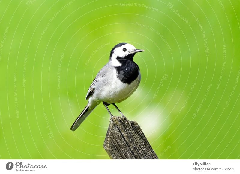 Wagtail sitting on old hunter fence. Bird in close-up with green background. Motacilla alba songbird Close-up Black Gray White Green Small hunting fence