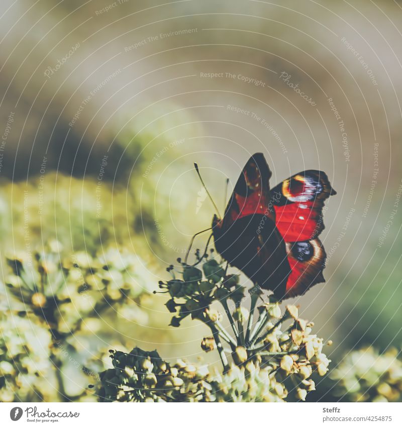 a little butterfly enjoys the warmth of the sun Peacock butterfly Inachis io Aglais io butterflies Noble butterfly butterfly wings Butterfly Solar heat