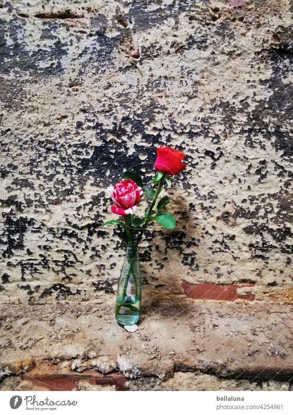 Streetart - 2 roses hold the fort in the Lost Place lost lost places Decline Transience Past Old Broken Change Ravages of time Derelict Apocalyptic sentiment