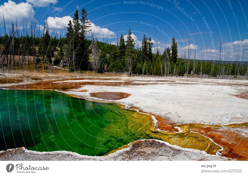 watercolours Nature Landscape Elements Water Sky Climate Climate change Forest Tree Fir tree Spruce Coniferous trees Source Hot springs Geyser Geyser bassin