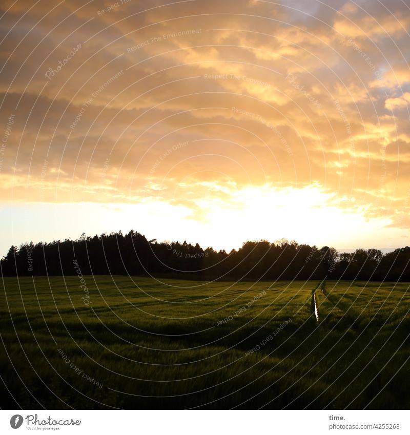 Light over field Landscape mirror reflection Horizon Sky evening light Tree trees Clouds Far-off places Raincloud Brook Channel acre Agriculture Dig Water ditch