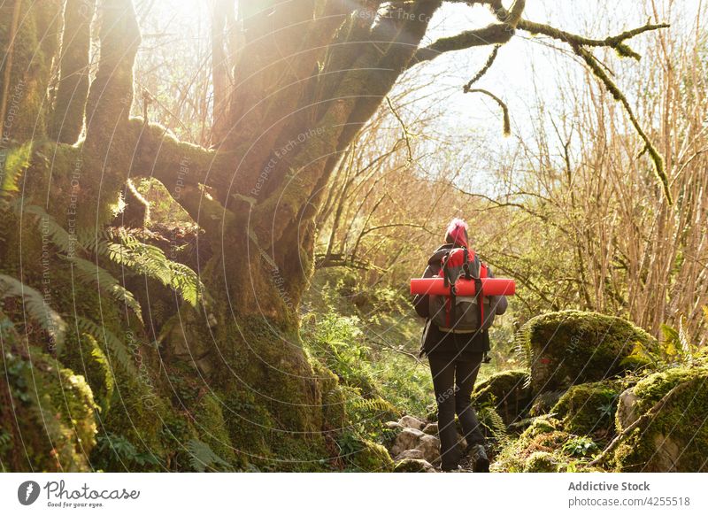 Unrecognizable backpacker with rucksack walking in forest woman hiker trekking adventure nature travel woods trip activity journey active environment stroll