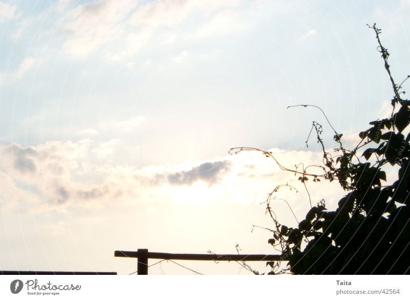 Heavenly Wine Clouds Back-light Sky Vine Shadow Evening