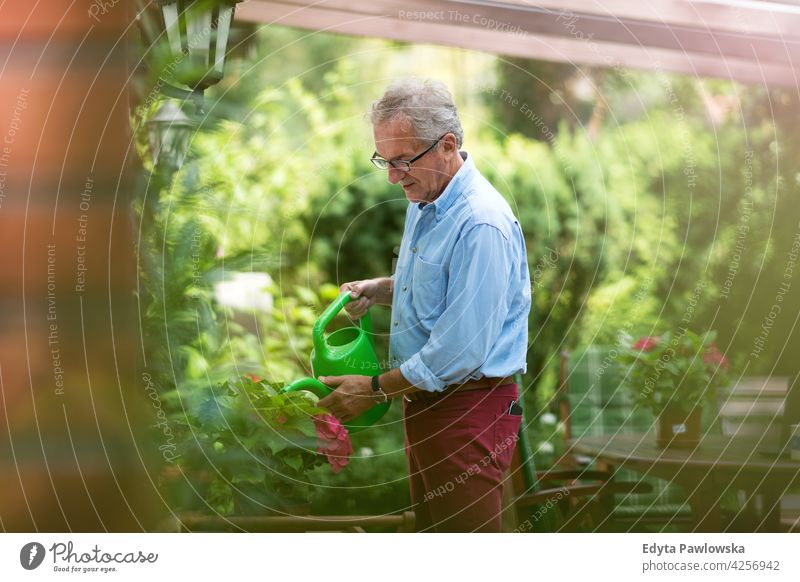 Retired man watering plants in the garden senior old men male home house people lifestyle enjoying at home domestic life real people pensioner pensioners casual