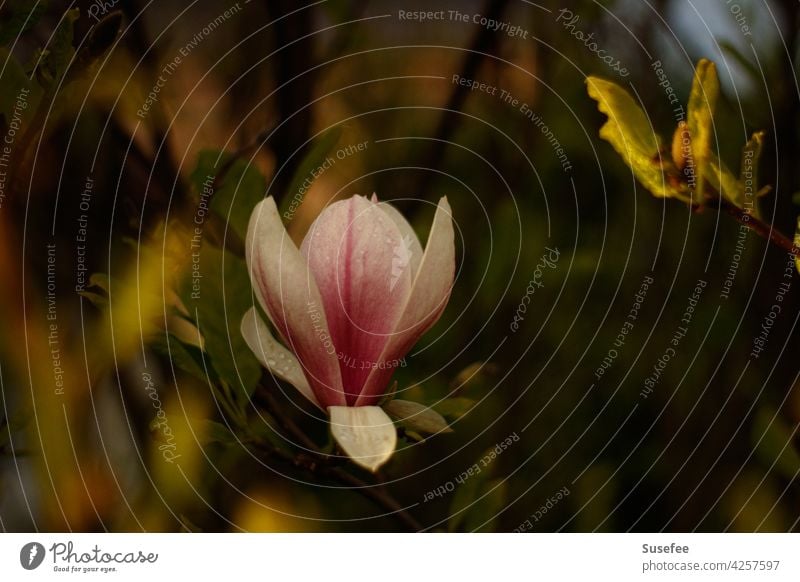 Magnolia blossom in the sunset magnolia Blossom Nature Spring Summer Sun Sunset Light White Green Pink pink pretty Magnolia plants Magnolia tree Tree Day Garden