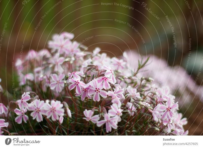 Beautiful garden. Carpet flame flower phlox Flower Spring Garden Phlox White Pink plants