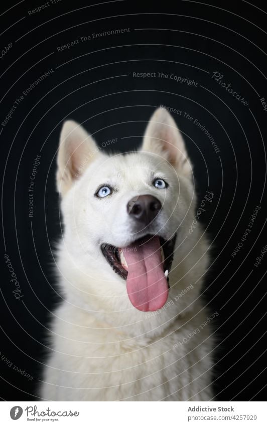 Curious purebred dog looking away with tongue out in black studio czechoslovakian wolfdog animal pet breed attentive canine mammal fur calm creature loyal