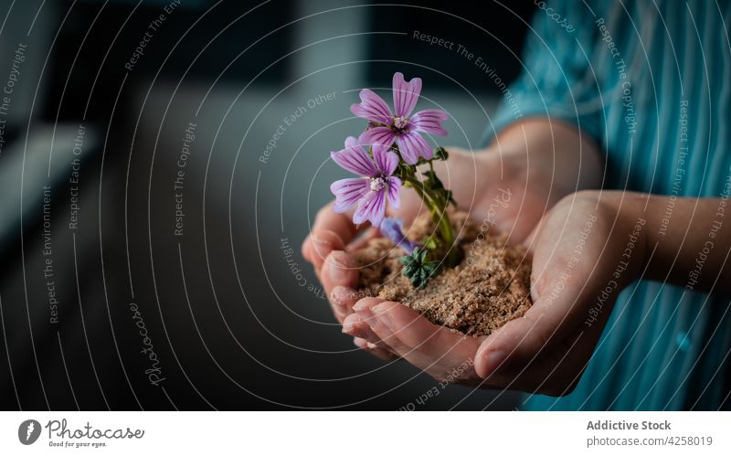 Crop faceless woman holding soil and purple flowers flora blossom show plant fragrant tender delicate botany demonstrate bloom natural floral fragile gentle