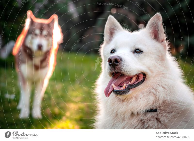 Happy White Swiss Shepherd standing on grassland near blurred Husky dog swiss shepherd playful tongue out husky nature animal canine pet park breed pedigree