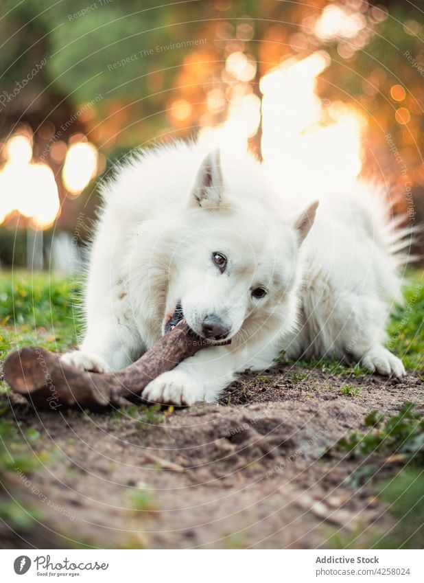 Adorable White Swiss Shepherd dog lying on grass in nature playful swiss shepherd animal pet park breed pedigree purebred fur canine playing stick domestic sit