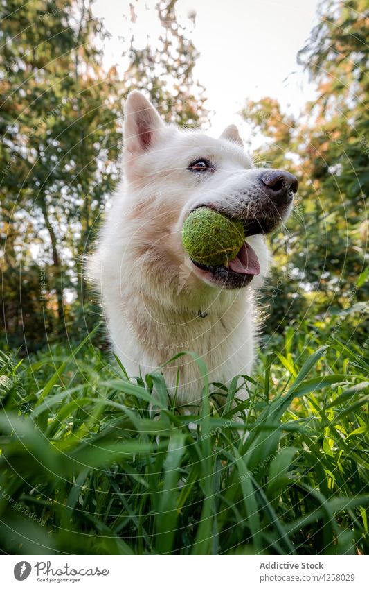 Cute White Swiss Shepherd playing with tennis ball in nature dog playful swiss shepherd grassland pet pedigree active park breed purebred fur animal canine