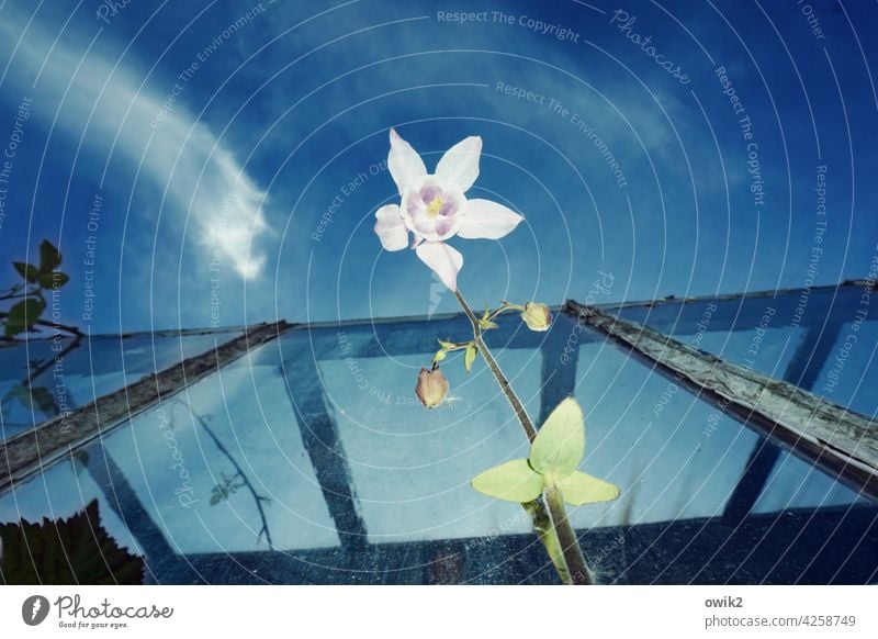 lampshade Aquilegia Blossom Nature Garden Sky Spring Flower Close-up Exterior shot Colour photo Day Copy Space top Spring fever Transience White Blue Blossoming