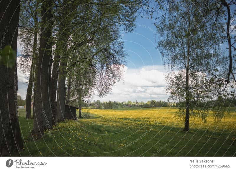 dandelion field, tree alley, cloudy blue sky, spring day agriculture background beautiful beauty bloom blossom blow bright closeup clouds colorful countryside