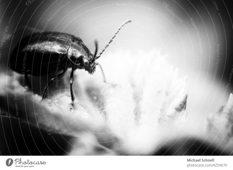 alder beetle Beetle Insect Macro (Extreme close-up) Close-up Nature Animal Exterior shot 1 Shallow depth of field Crawl Garden Small Curiosity inquisitorial