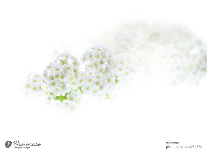 White flowers Spring Delicate blossom Fragrance fragrant blossoms pretty Garden Nature Plant Blossom Flower Summer Environment beautifully Deserted Colour Pure