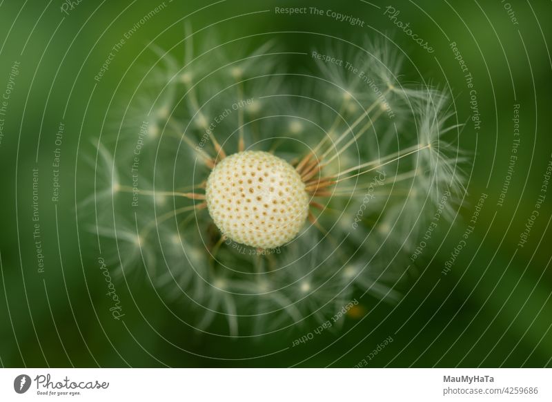 dandelion with scattered seeds Dandelion macro photography Nature Plant Close-up Detail Flower Colour photo Wild plant Macro (Extreme close-up) Green Spring