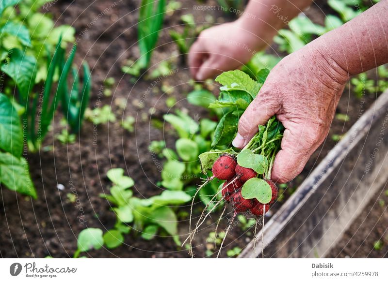 Fresh organic radish harvest in woman hands farmer food gardening natural vegetable fresh backyard plant healthy farming closeup green holding red country leaf