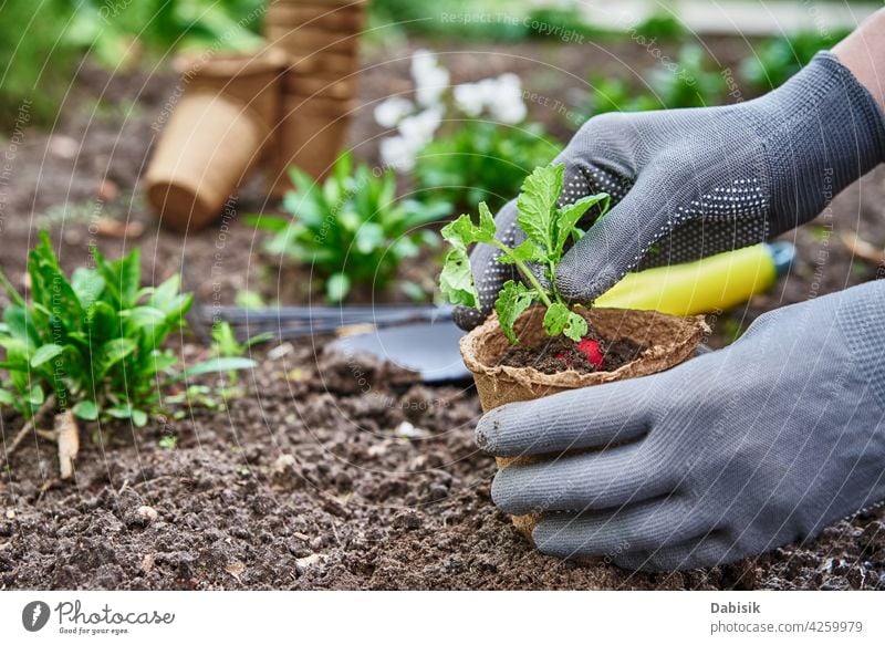 Gardener hands picking and planting vegetable plant in the garden gardening gardener soil organic agriculture outdoor farmer lettuce product nutrition green