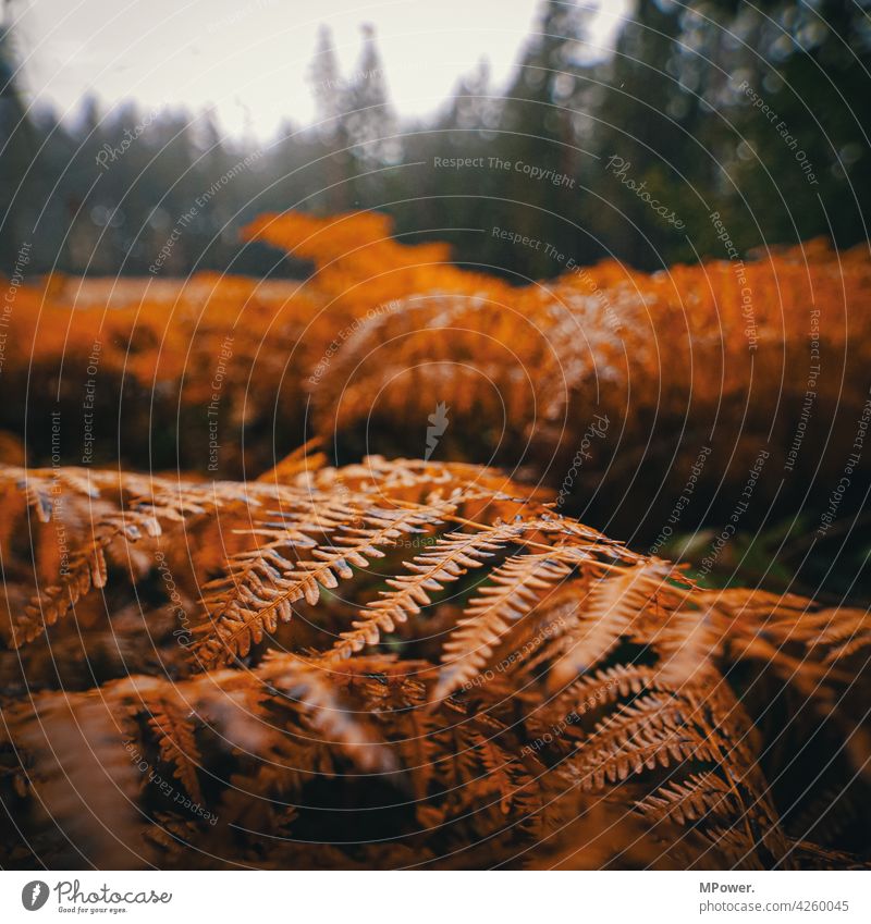 fern Fern Fern leaf Autumn Autumnal Close-up Forest Nature Plant leaves Orange Shallow depth of field Environment Wild plant Detail Deserted Virgin forest