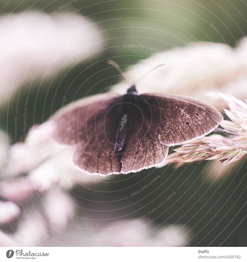 Brown forest bird on a blade of grass Butterfly Brown Woodland Bird Chimney sweep aphantopus hyperantus Aphantopus butterflies Noble butterfly Camouflage colour