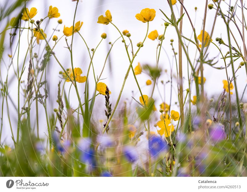 Meadow flowers, speedwell and buttercups Nature Plant flora Crowfoot honorary prize Sky Spring Day daylight Yellow Green Blue Crowfoot plants ranunculaceae