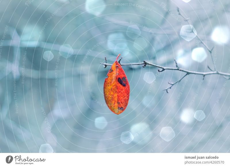 red tree leaf in autumn season nature natural textured outdoors background beauty fragility freshness autumn leaves autumn colors autumn mood fall fall colors