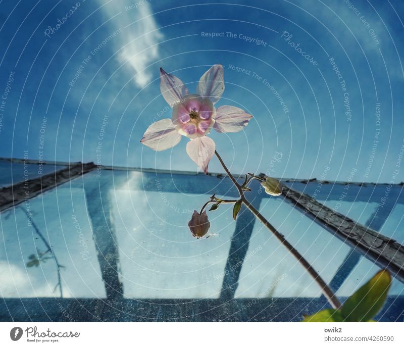 spring Aquilegia Plant Spring flower daintily Thin Fragile Stalk Worm's-eye view Upward Elegant Delicate Pistil Calyx Esthetic Idyll Environment Blossom leave