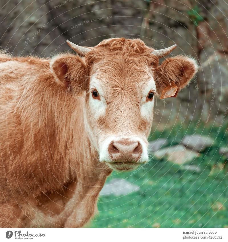 beautiful brow cow portrait brown brown cow horns animal pasture grazing wild head wildlife nature cute beauty wild life rural meadow farm rural scene outdoors