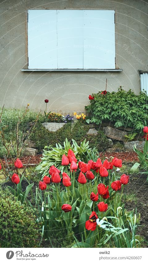 All tight Garden tepid Garden plot allotment garden colony tulips flowers prate Leisure and hobbies Idyll Spring Exterior shot Colour photo Nature Deserted Day