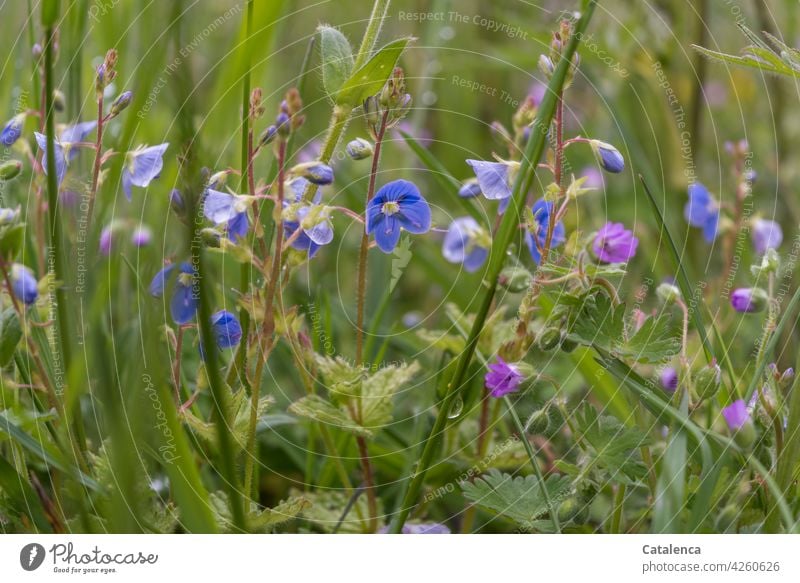 Honorary Prize Plantain plants Gamander Speedwell Blue Green daylight Day Spring Sky Meadow honorary prize flowers flora Nature meadow flowers Flower meadow