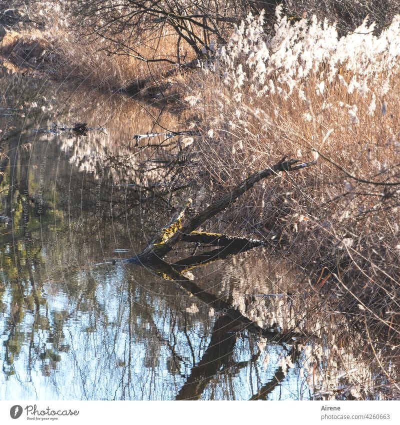 Between the years Water Pond Lake Tree trunk Reflection reed Blue Calm Nature Water reflection Idyll Surface of water pond Aquatic plant bank Moody grasses