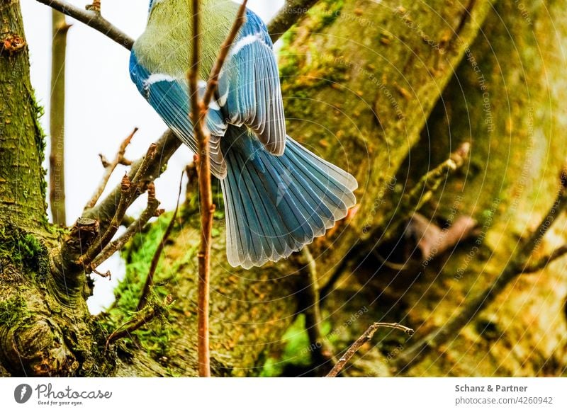 Blue Tit Back View feathers Grand piano Feed feeding place Garden garden birds plumage Tit mouse tit Nature nesting site paridae parus major songbird Songbirds